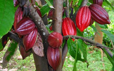 5 Negara Penghasil Biji Kakao Terbesar Di Dunia