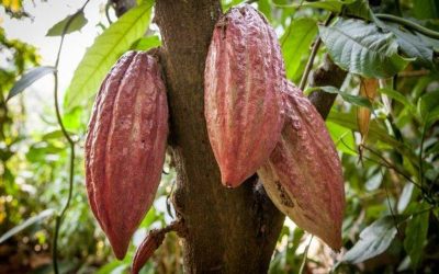 4 Fakta Menarik seputar Pohon Kakao yang harus Kamu Tahu